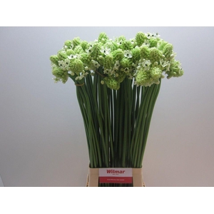 Ornithogalum saundersiae