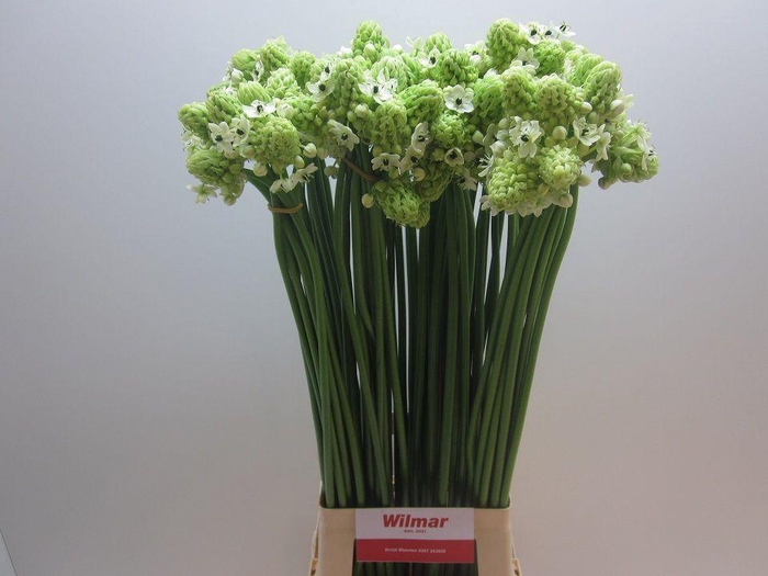 <h4>Ornithogalum saundersiae</h4>