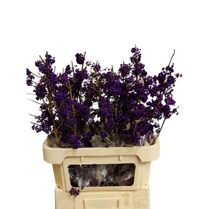 CALLICARPA BOD PROFU