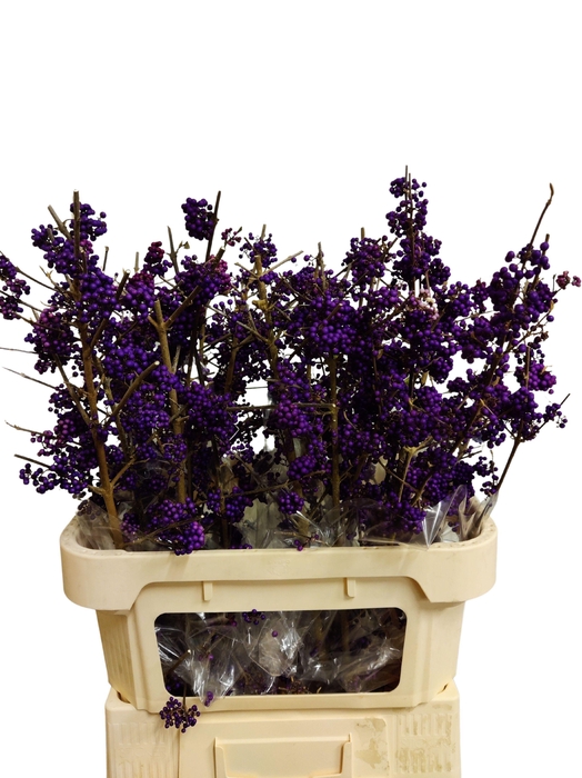 <h4>CALLICARPA BOD PROFU</h4>