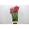 Nerine Pearl of Cherry