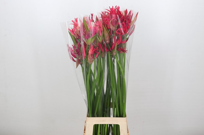 Nerine Pearl of Cherry