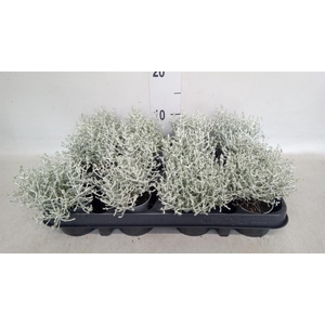 Leucophyta brownii