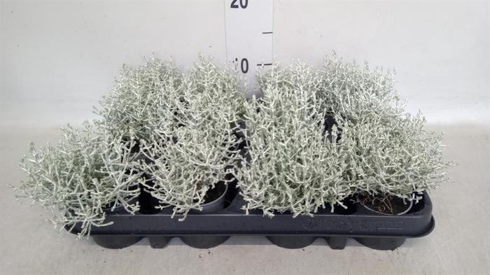 <h4>Leucophyta brownii</h4>