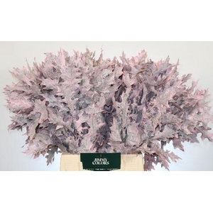 Quercus Palustris L50 Klbh. licht roze