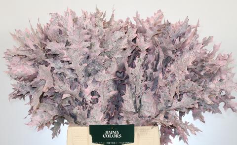 <h4>Quercus Palustris L50 Klbh. licht roze</h4>