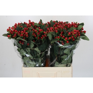 Hypericum Magical Triumph