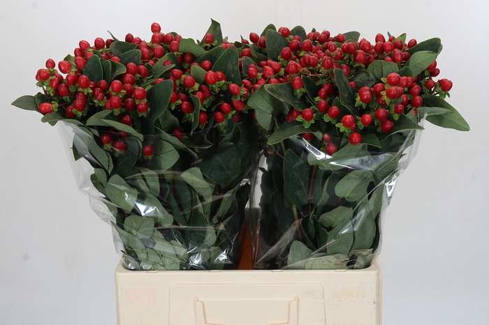 <h4>Hypericum Magical Triumph</h4>