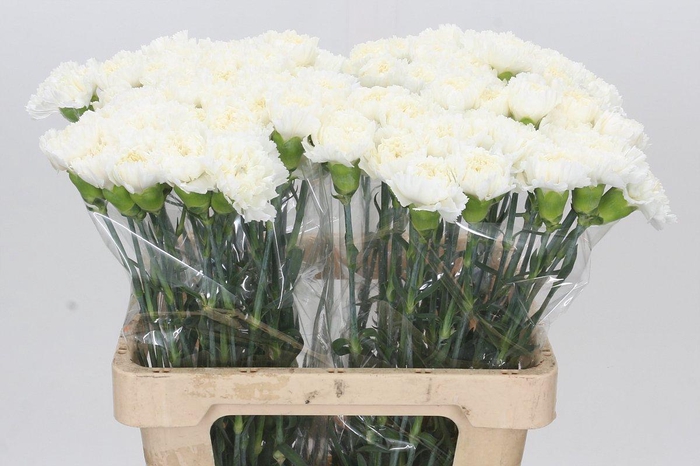 <h4>Dianthus St Holly</h4>