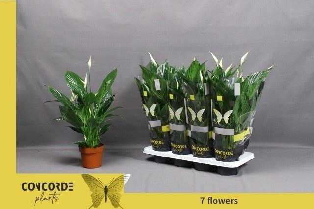 <h4>SPATH PICO CUPIDO</h4>