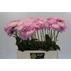 Dahlia Sweet Love