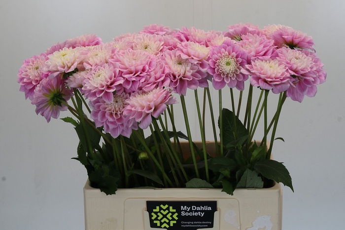 <h4>Dahlia Sweet Love</h4>