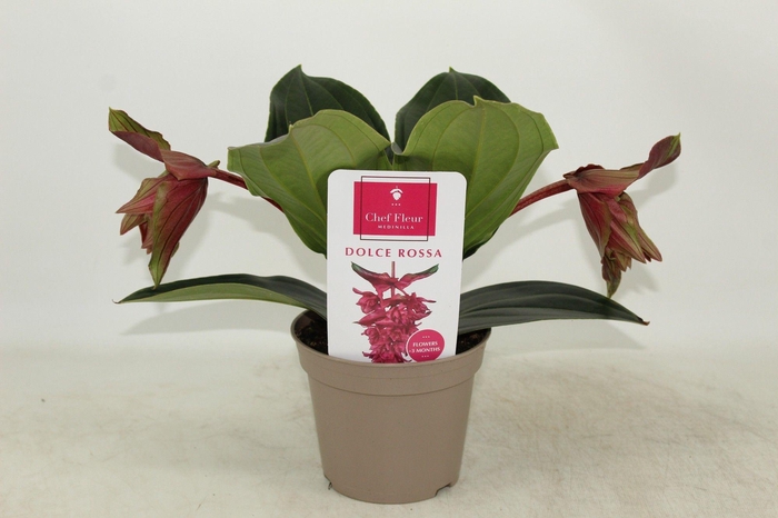 <h4>Piccolini Dolce Rossa 2 knop (Medinilla 1 etage)</h4>