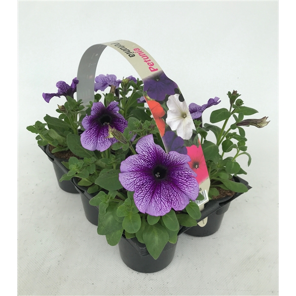 Petunia blauw ader 6p