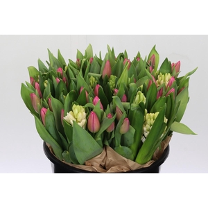 BQ Tulp Roze Hyacinth Wit