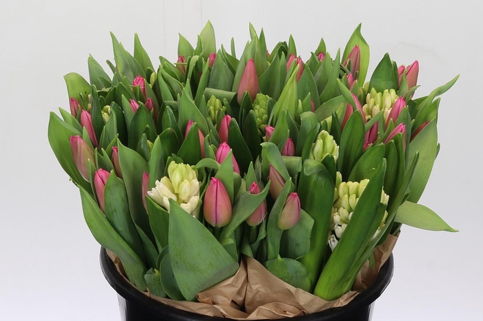 <h4>BQ Tulp Roze Hyacinth Wit</h4>