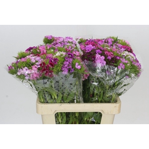 Dianthus Br Mix Rainbow