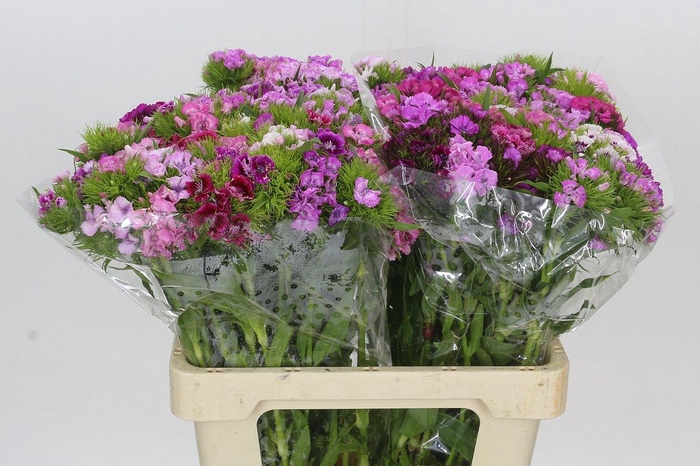 Dianthus Br Rainbow Mix