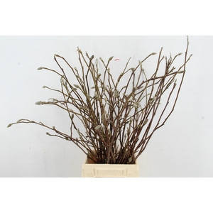 MAGNOLIA 60CM PER BUNCH