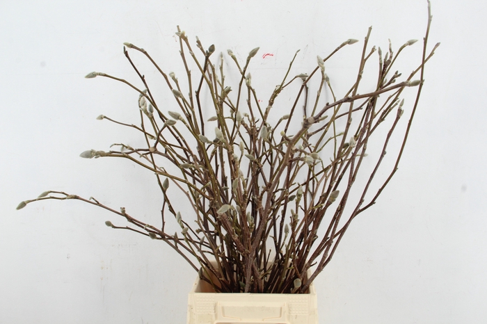 <h4>MAGNOLIA 60CM PER BUNCH</h4>
