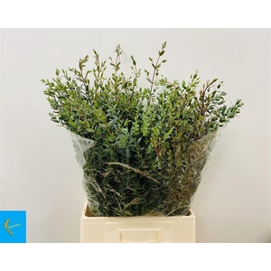 EUC PARVIFOLIAS