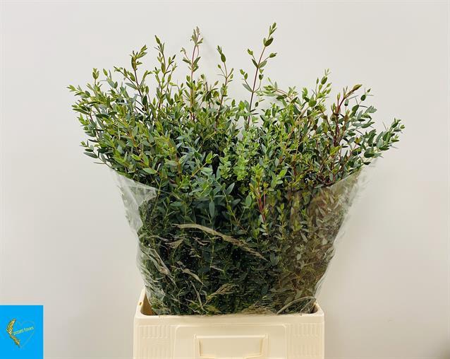 EUC PARVIFOLIAS