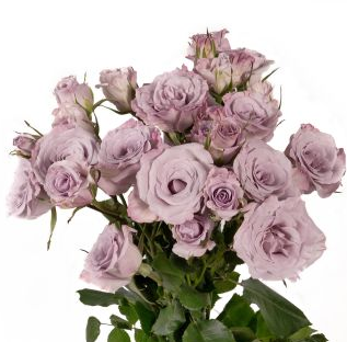 <h4>R Tr Little Silver Lavender 40cm EC</h4>