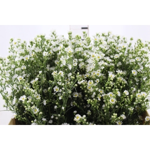 ASTER BRANCO 070 CM
