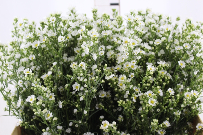 <h4>ASTER BRANCO 070 CM</h4>
