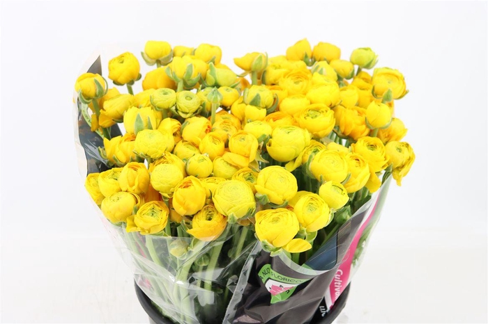 <h4>Ran Elegance Yellow</h4>
