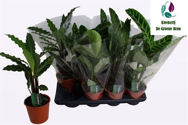 <h4>CALAT GEM 2 SRT</h4>