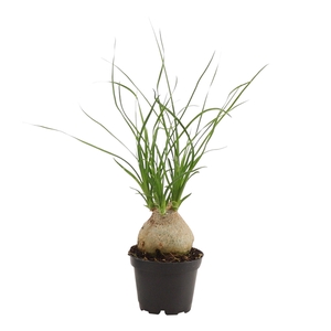 Beaucarnea bol 6 cm
