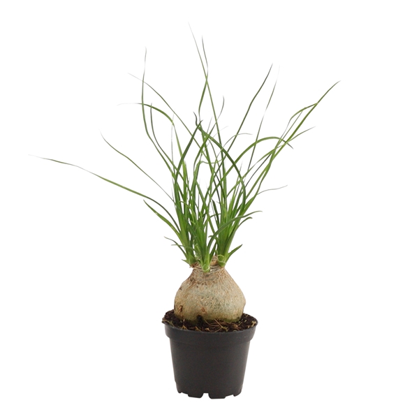 <h4>Beaucarnea bol 6 cm</h4>