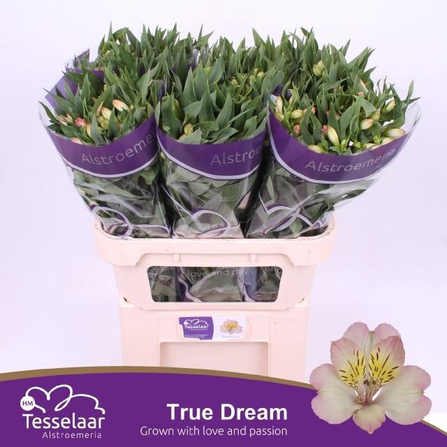 <h4>Alstr True Dream</h4>