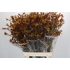Anigozanthos Gold Fever