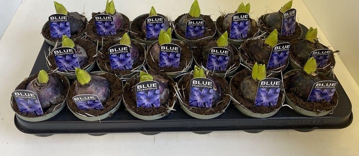 <h4>9 cm Hyacint Delft Blue in olijfgroene pot</h4>