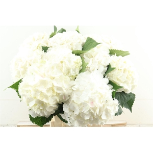 Hydr M White Verena 60-20