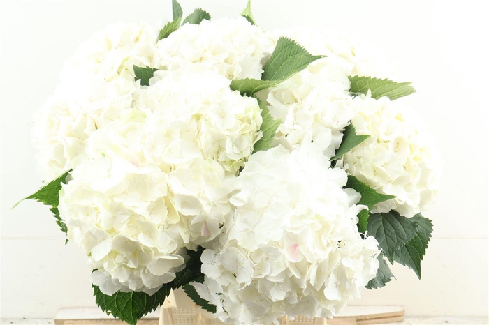 <h4>Hydr M White Verena 60-20</h4>