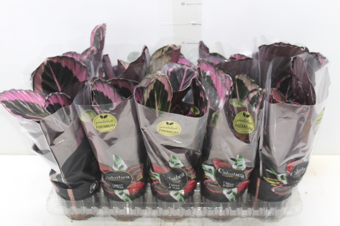 <h4>CALATHEA SURPRISE STAR P12</h4>