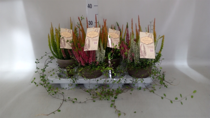 Calluna vulg.   ...