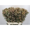 Leucadendron Ayoba Star Pearl