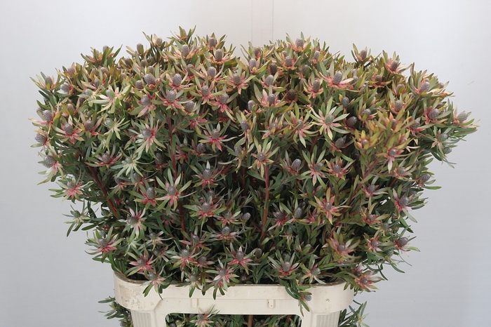 Leucadendron Ayoba Star Pearl