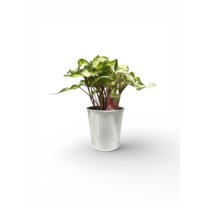 <h4>Calad White Wonder cpot</h4>