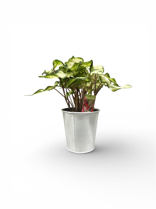 Calad White Wonder cpot