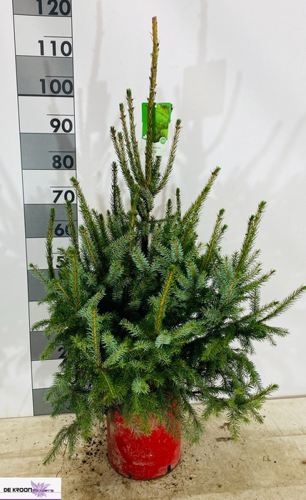 <h4>PICEA OMORIKA</h4>