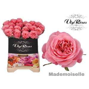 R GR MADEMOISELLE