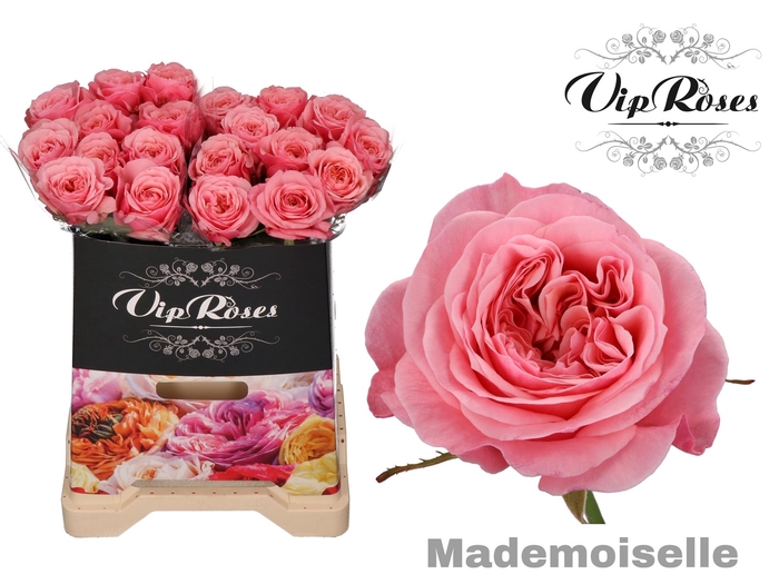 R GR MADEMOISELLE