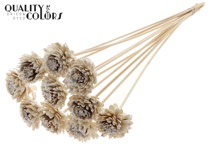 Shola Zinia 6cm on stem Wax White