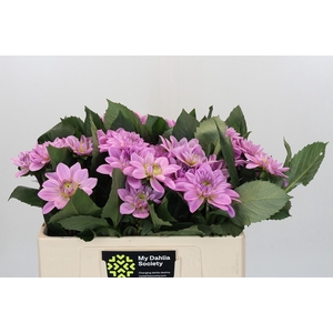 Dahlia Sweet Suprise