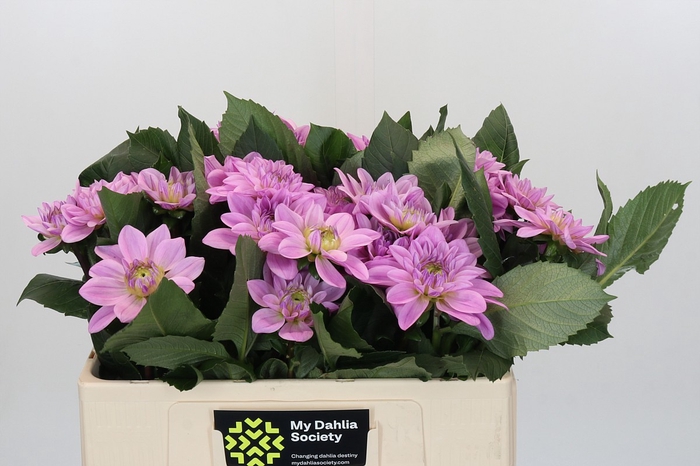 Dahlia Sweet Suprise
